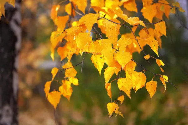 Ярко-желтая осенняя листва березы невероятно красива