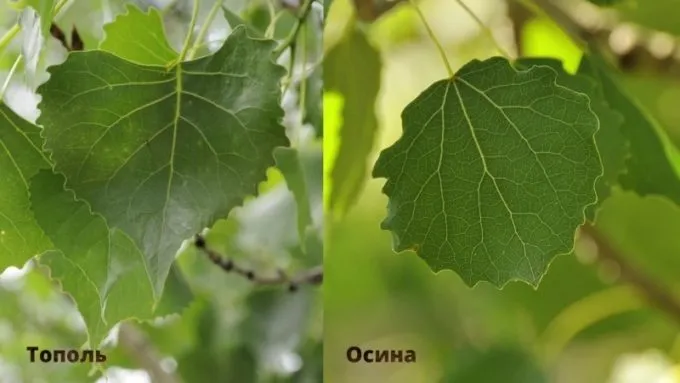 Листья тополя и осины сравнение