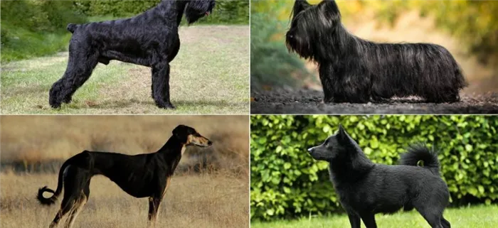 Породы черных собак, фото