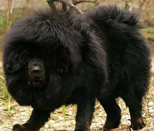 ТОП-30 черных пород собак: маленьких и больших
