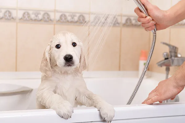 Мытье собаки в ванной намного удобнее, чем в душевой