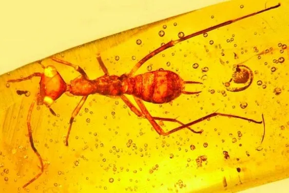 Ранее неизвестное науке насекомое возрастом около 100 миллионов лет