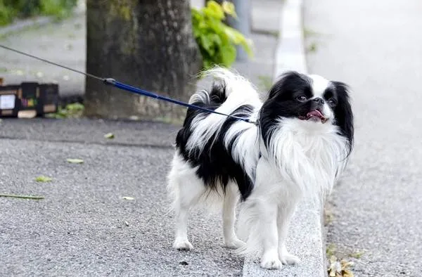 Японский-хин-собака-Описание-особенности-виды-уход-и-цена-породы-5