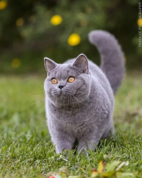 британская короткошёрстная кошка гуляет в траве
