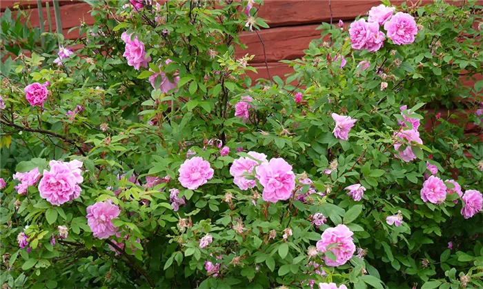 Роза Тереза Багнет в саду