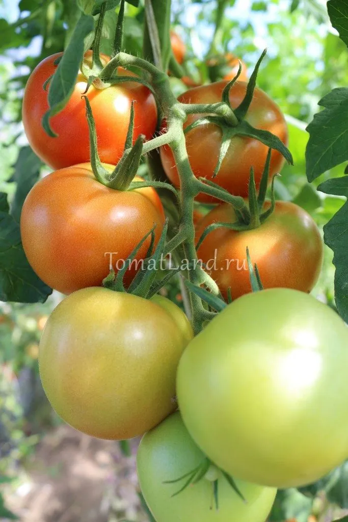 томаты интуиция фото плодов