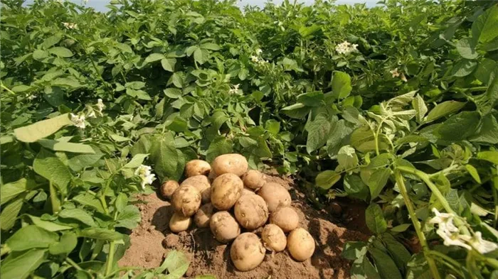 Какие виды подкормок лучше использовать при посадке картофеля