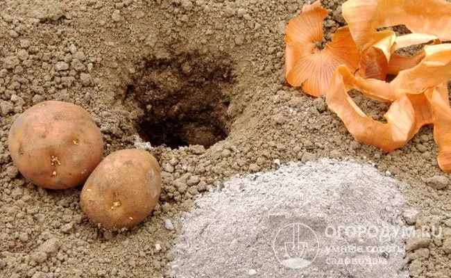 Если с осени не удалось подготовить участок, то весной при посадке картофеля удобрения вносят не вразброс, а кладут в каждую лунку или в борозды