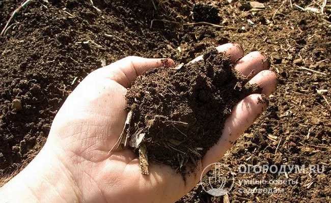 Органика хорошо влияет на структуру почвы, обогащает ее состав, создавая благоприятную среду для питания растений