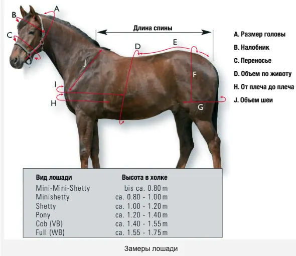 Размеры лошади
