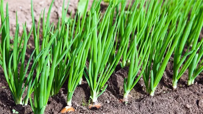 Поэтапное руководство по выращиванию лука из семян за один сезон без хлопот
