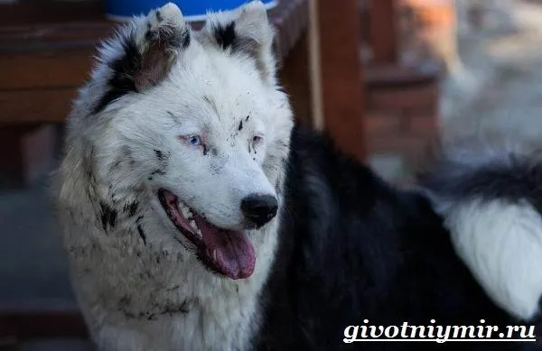 Якутская-лайка-собака-Описание-особенности-уход-и-цена-породы-4