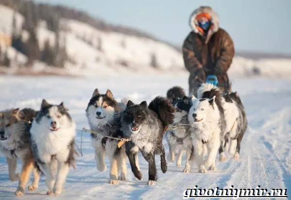 Якутская-лайка-собака-Описание-особенности-уход-и-цена-породы-10