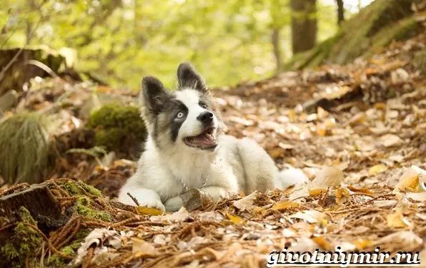 Якутская-лайка-собака-Описание-особенности-уход-и-цена-породы-8