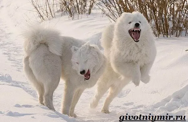 Якутская-лайка-собака-Описание-особенности-уход-и-цена-породы-2