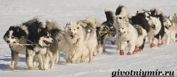Якутская-лайка-собака-Описание-особенности-уход-и-цена-породы-3