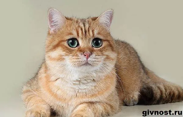 Золотая-шиншилла-кошка-Описание-особенности-уход-и-цена-породы-4