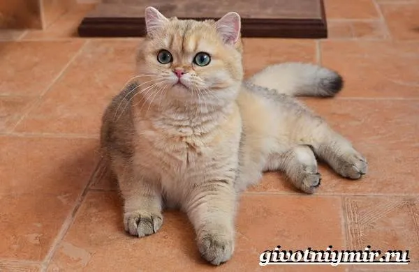 Золотая-шиншилла-кошка-Описание-уход-и-цена-породы-золотая-шиншилла-2