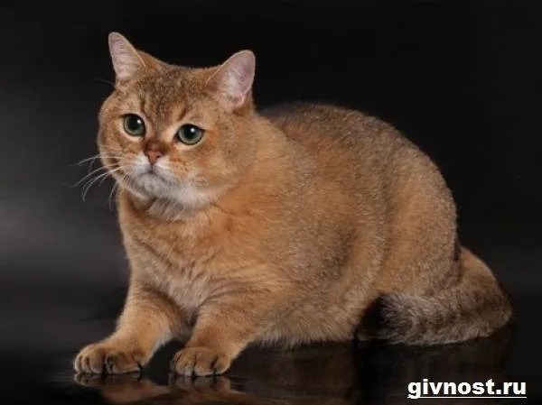 Золотая-шиншилла-кошка-Описание-особенности-уход-и-цена-породы-3