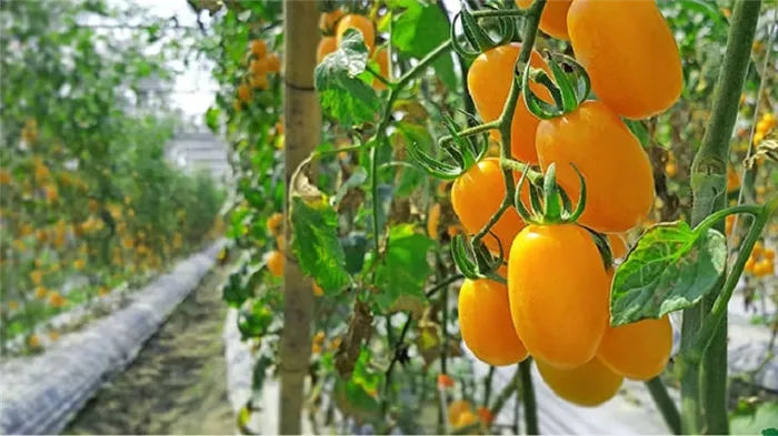 Исполняет желания дачников о богатом урожае - томат 