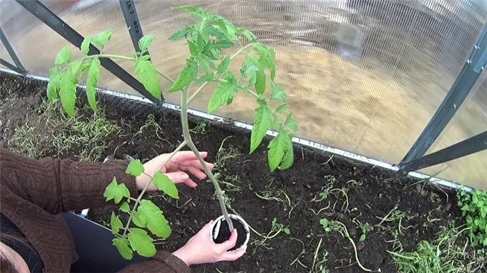 Исполняет желания дачников о богатом урожае - томат 
