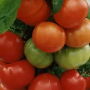 Любимец овощеводов, сорт, подаренный российскими селекционерами - томат 