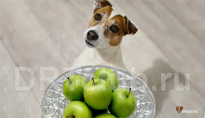 Можно ли зелёные яблоки собакам