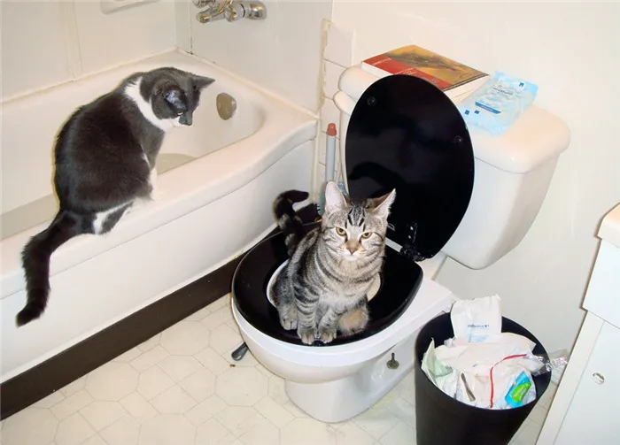 Насадка на унитаз для кошек: как использовать систему приучения, можно ли сделать накладку самому?