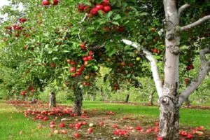 Описание и характеристики яблонь сорта Лобо, разновидности, посадка и уход