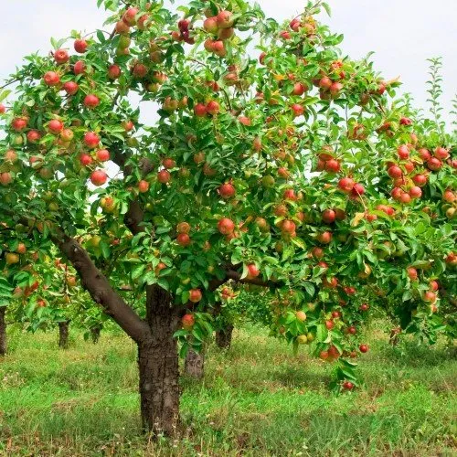 Взрослая яблоня Строевское