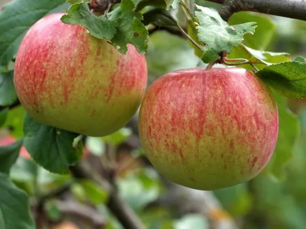 Сочные и нежные яблочки