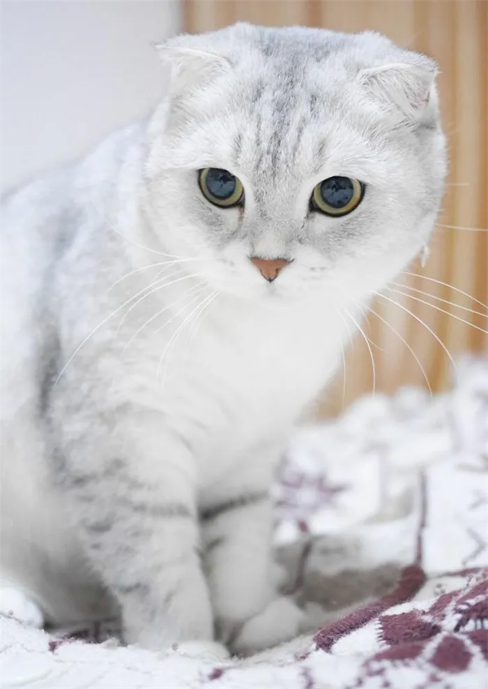 Белая шотландская кошка