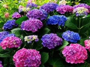 Яркая гортензия, меняющая цвет. Как сделать растение голубым или розовым?