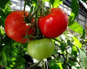 Характеристика и описание сорта томата Волгоградский скороспелый 323, его урожайность