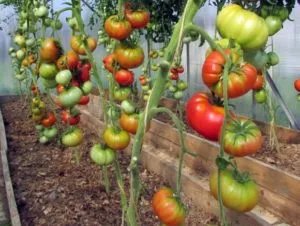 Характеристика и описание сорта томата Дикая роза, его урожайность