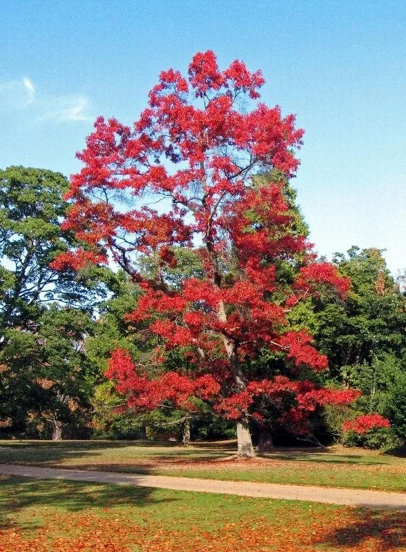 Красивый вид дуба красного