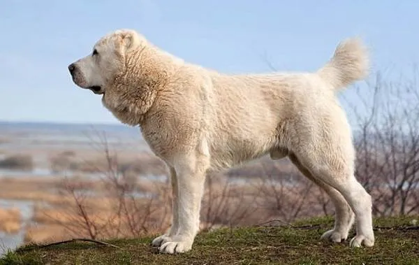 Крупные-породы-собак-Описания-названия-клички-и-особенности-крупных-пород-собак-6