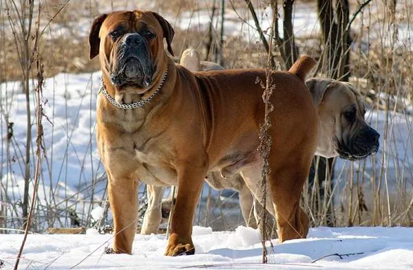 Крупные-породы-собак-Описания-названия-клички-и-особенности-крупных-пород-собак-5