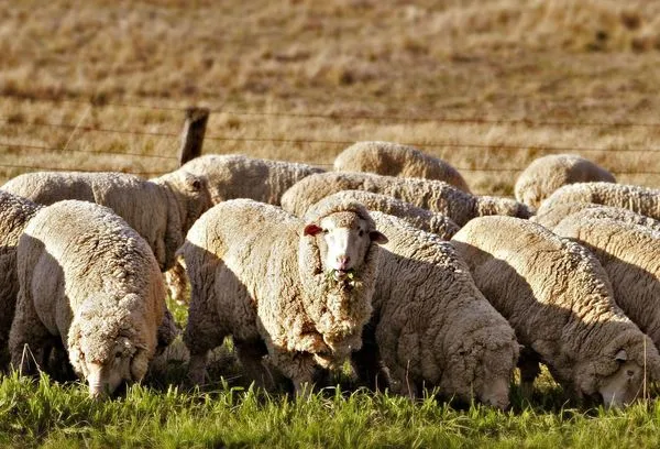 овцы австралийской породы.