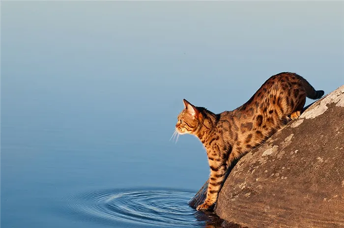 Кот лезет купаться фото.jpg