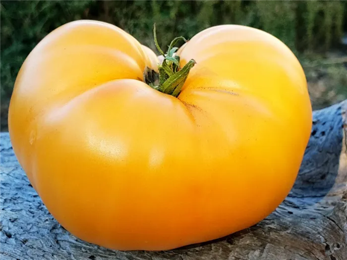 tomato Amana orange photo