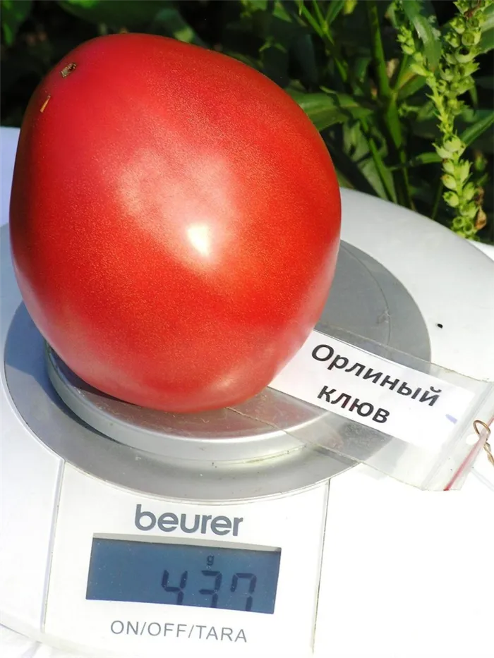 помидор орлиный клюв на весах фото