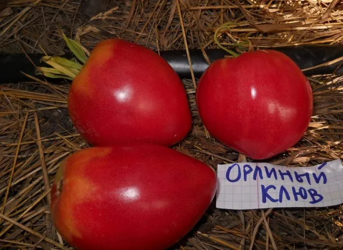 Плоды томата Орлиный клюв
