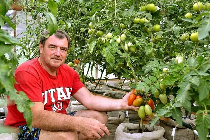 Выращивание томатов в мешках