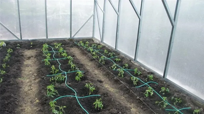 Выращиваем рекордный урожай помидоров в теплице из поликарбоната: посадка и уход, советы агрономов