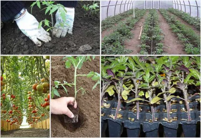Как высаживать помидоры в теплицу