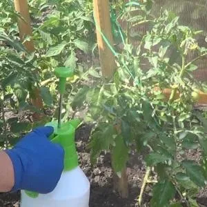 Выращиваем рекордный урожай помидоров в теплице из поликарбоната: посадка и уход, советы агрономов