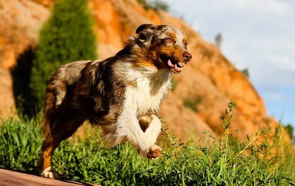 Австралийская-овчарка-собака-Описание-особенности-уход-и-цена-породы-13