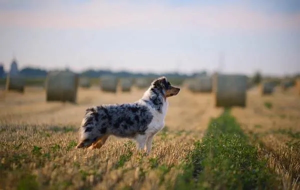 Австралийская-овчарка-собака-Описание-особенности-уход-и-цена-породы-20