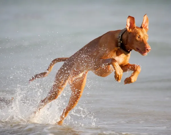 Фараонова собака бежит в воде
